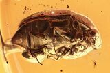Detailed Fossil Carpet Beetle (Endomychidae) in Baltic Amber - Rare! #292413-1